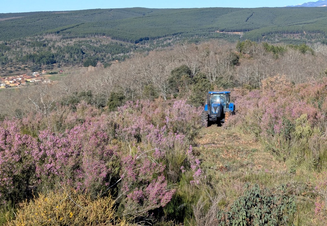 Segundo bosque sostenible de Clece: 70.000 árboles en el monte leonés